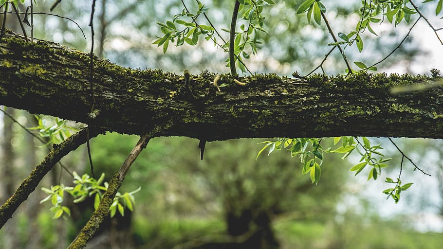 natura, foresta, rami, sfocatura, avvicinamento, messa a fuoco, le foglie, panoramico, corteccia di albero, pianta, albero, crescita, ramo, giorno, colore verde, concentrarsi sulle conoscenze acquisite, nessuno, terra, la tranquillità, bellezza nella natura, parte vegetale, all'aperto, foglia, fauna selvatica, tronco, ambiente, foresta pluviale, lichene, albero di conifere, 5K
