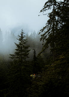 pins, envoltat, boires, arbre verd, bosc, arbre, núvol, fum, boira, verd, blau, blanc, pluja, pi, aventura, viatjar, senderisme, humor, Washington, Pacífic nord-oest, fred, aigua, naturalesa, planta, tranquil·litat, terra, escena tranquil·la, bellesa a la natura, escenics - natura, cap gent, creixement, estructura construïda, arquitectura, cel, dia, muntanya, exterior de l'edifici, medi ambient, a l'aire lliure, fosc, arbre de coníferes, 2K, CC0, domini públic, lliure de regalies