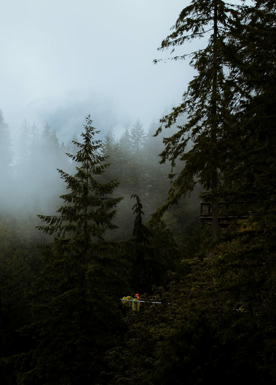 pins, envoltat, boires, arbre verd, bosc, arbre, núvol, fum, boira, verd, blau, blanc, pluja, pi, aventura, viatjar, senderisme, humor, Washington, Pacífic nord-oest, fred, aigua, naturalesa, planta, tranquil·litat, terra, escena tranquil·la, bellesa a la natura, escenics - natura, cap gent, creixement, estructura construïda, arquitectura, cel, dia, muntanya, exterior de l'edifici, medi ambient, a l'aire lliure, fosc, arbre de coníferes, 2K