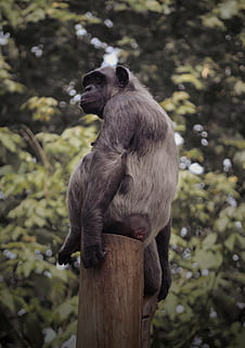 Affe, sitzen, brechen, Stamm, Tierwelt, Tierthemen, Tier, Tiere in freier Wildbahn, Wirbeltier, ein Tier, Säugetier, Primas, Baum, Pflanze, Tag, Natur, keine Leute, Fokus auf den Vordergrund, Sitzung, draußen, Wegschauen, suchen, schwarze Farbe, 4K, CC0, gemeinfrei, lizenzfrei