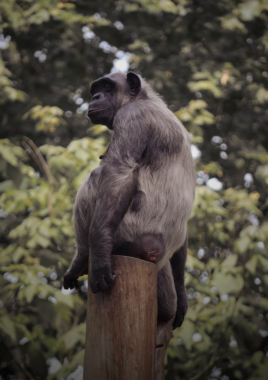 Affe, sitzen, brechen, Stamm, Tierwelt, Tierthemen, Tier, Tiere in freier Wildbahn, Wirbeltier, ein Tier, Säugetier, Primas, Baum, Pflanze, Tag, Natur, keine Leute, Fokus auf den Vordergrund, Sitzung, draußen, Wegschauen, suchen, schwarze Farbe, 4K