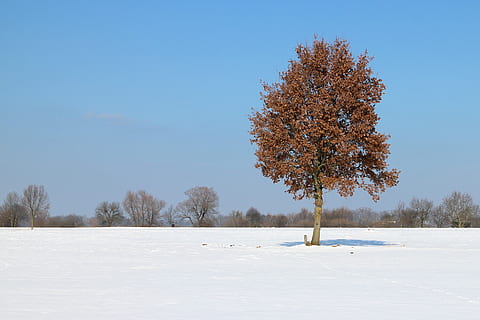 vinter, snø, tre, individuelt, vinterlig, hvit, kald, landskap, snowy, kaldtemperatur, anlegg, ro, natur, himmel, skjønnhet i naturen, frossen, naturskjønnhet - natur, ingen folk, rolig scene, land, miljø, blå, hvit farge, ikke-urbane scene, utendørs, 2K, CC0, offentlig domene, opphavsrett gratis