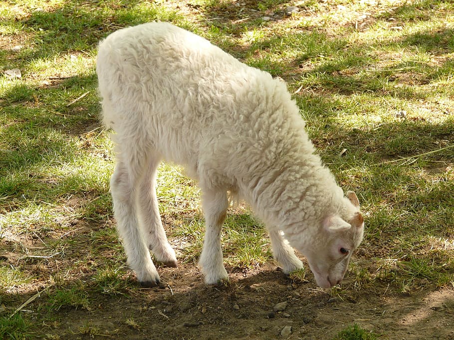xai, ovelles, blanc, llana, grau, pell, animal, criatura, animals domèstics, mamífer, temes d'animals, mascotes, nacional, un animal, vertebrats, terra, camp, herba, planta, bestiar, Color blanc, naturalesa, dia, cap gent, pasturatge, llum solar, color verd, herbívors, 2K