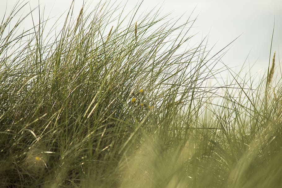 prim, herba, Mar Bàltic, macro, estiu, naturalesa, fotografia, vista de prop de l'estiu, fotografia macro, planta, creixement, tranquil·litat, terra, cel, bellesa a la natura, dia, paisatge, enfocament selectiu, cap gent, camp, color verd, primer pla, escena tranquil·la, a l'aire lliure, escena rural, medi ambient, frescor, vent, herba de Timoteu, fulla d'herba, herba de marram, 5K