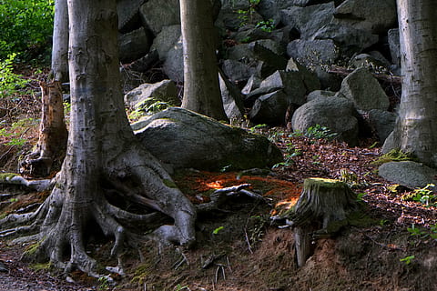 radice, costante, albero, ceppo, natura, vecchio, legna, nodoso, grano, Festival, vicino, foresta, tribù, verde, luce, baustamm, luce del sole, pianta, crescita, tronco d'albero, tronco, nessuno, terra, giorno, muschio, la tranquillità, all'aperto, legno - materiale, bellezza nella natura, roccia, solido, strutturato, abbaiare, 4K, CC0, dominio pubblico, privo di copyright