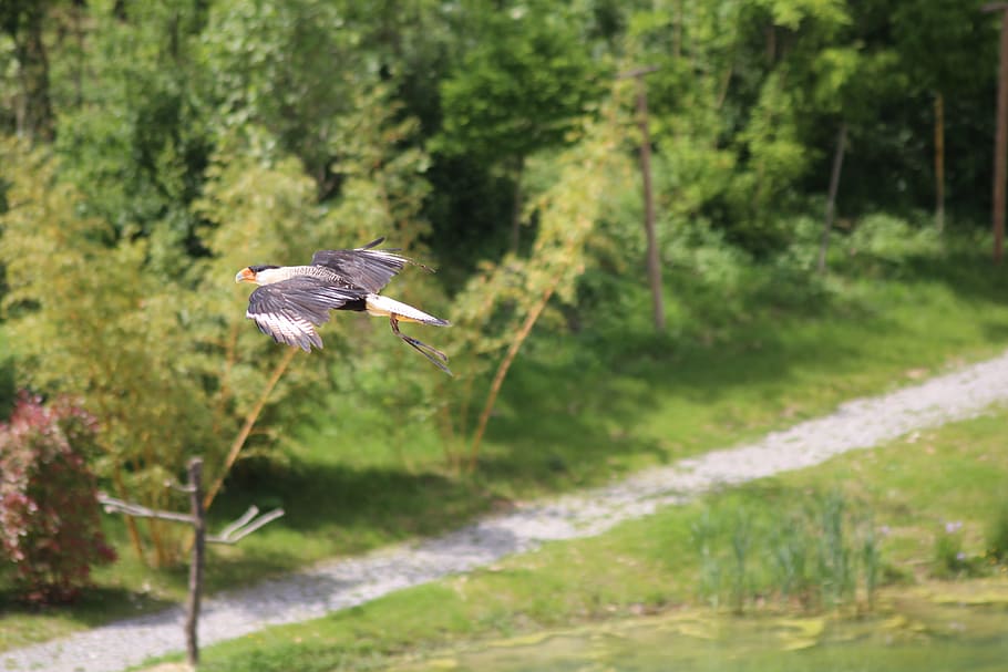 fugle, flyvningen, hover, dyre temaer, dyreliv, dyr i naturen, dyr, fugl, et dyr, flyvende, hvirveldyr, spredte vinger, træ, plante, Midt i luften, natur, ingen mennesker, dag, fokus på forgrunden, bevægelse, jord, fuld længde, Skov, 5K