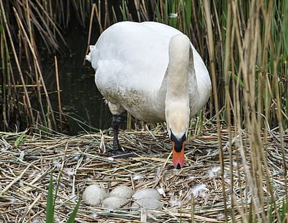 labuť, vejce, b, pták, Příroda, hnízdo, bílý, divoký, volně žijících živočichů, voda, jezero, rybník, fauna, Pírko, peří, líhnutí, větvičky, matka, chov, řeka, rostlina, zvíře, přírodní, životní prostředí, rákosí, ptačí, ornitologie, hlava, sledování, venkovní, venkov, křídlo, účtovat, země, letní, slepice, zvířat, obratlovců, zvířata ve volné přírodě, skupina zvířat, den, nikdo, mladé zvíře, mladý pták, zobák, tráva, bílá barva, venku, mladá labuť, 4K, CC0, veřejná doména, bez autorských práv