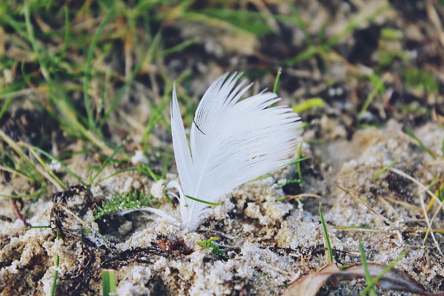 primavera, terra, erba, sabbia, arioso, piuma d'uccello, molle animali, soffice, bianca, morbido, leggermente, prato, vicino, natura, freddo, inverno, avvicinamento, pianta, macro, bellezza nella natura, all'aperto, Colore bianco, vista dall'alto, giorno, nessuno, foglia, campo, vulnerabilità, fragilità, piuma, animale, concentrarsi sulle conoscenze acquisite, crescita, morbidezza, fauna selvatica, leggero, temi animali, fiore, 2K