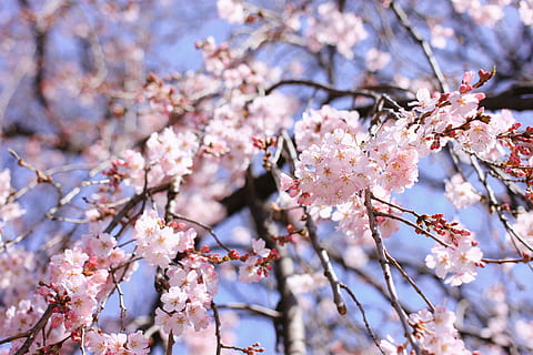 Kirschblütenzweig, Kirschblüte, Ast, Natur, pinke Farbe, Baum, Frühling, Japan, Blume, blühen, Blütenblatt, Blütenkopf, Kirsche, Jahreszeit, Pflanze, Frische, April, draußen, Schönheit in der Natur, Kirschbaum, Nahansicht, Zerbrechlichkeit, blühende Pflanze, Verletzlichkeit, Wachstum, Tag, keine Leute, Flachwinkelansicht, Pollen, Pflaumenblüte, 4K, CC0, gemeinfrei, lizenzfrei
