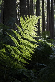 foto de close-up, verde, planta de samambaia, floresta, caminho, Magia, mágico, natureza, natural, arvores, madeiras, panorama, leve, árvore, madeira, plantar, cênico, névoa, fada, verão, ramo, outono, trilha, folha, misterioso, folhagem, mistério, Sombrio, manhã, encantado, tronco, clima, etéreo, sonhadores, temporada, colorida, Primavera, luz solar, dappled, brilhante, jardim, sazonal, fresco, Prado, botânica, botânico, sai, samambaia, flora, cor, frescura, exterior, crescimento, ensolarado, retroiluminado, cena, flores, meio Ambiente, jardinagem, cor verde, ninguém, beleza na natureza, dia, fechar-se, tranquilidade, parte da planta, ao ar livre, terra, focar em primeiro plano, agua, foco seletivo, Pinheiro, árvore conífera, árvore de abeto, 4K, CC0, domínio público, royalty free