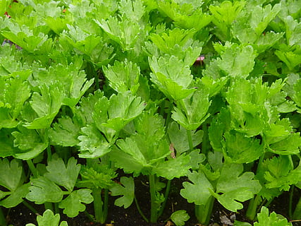 zelené listy, celer, zelená, zeleniny, zemědělství, list, Příroda, jídlo, organický, svěžest, hospodařit, růst, rostlina, zelená barva, zeleninová zahrada, listový salát, rostlinné části, celý rám, pozadí, den, vysoký úhel pohledu, krása v přírodě, nikdo, detail, venku, pole, mokré, přistát, listy, jídlo a pití, rosa, 2K, CC0, veřejná doména, bez autorských práv