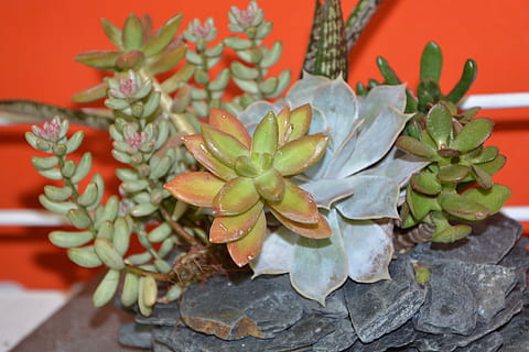 cactus, samenstelling, gift, aanbod, evenement, bloem vet, sappig, verjaardag, natuur, fabriek, detailopname, groei, geen mensen, bloem, vetplant, groene kleur, bloeiende plant, focus op de voorgrond, schoonheid in de natuur, blad, dag, deel van de plant, versheid, decoratie, viering, plant in bloempot, buitenshuis, bloemenpatroon, 4K, CC0, publiek domein, royaltyvrij