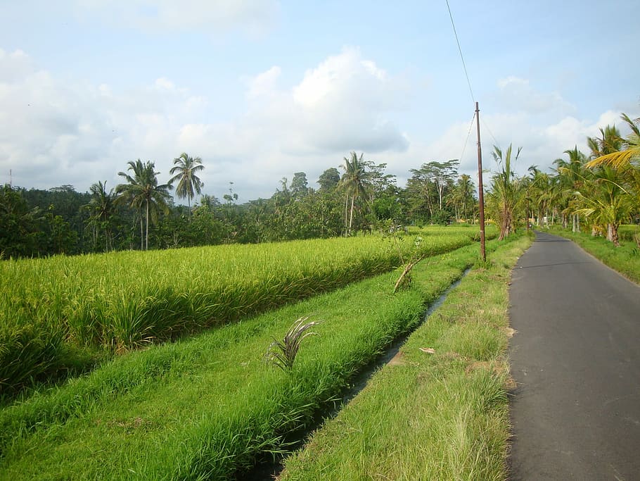 bali, ubud, camps d’arròs, agricultura, escena rural, camp, granja, paisatge, color verd, planta, creixement, cel, terra, arbre, núvol - cel, escenics - natura, herba, bellesa a la natura, medi ambient, naturalesa, dia, escena tranquil·la, tranquil·litat, cap gent, a l'aire lliure, plantació, 1080P