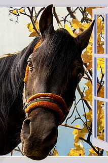 foto, nero, cavallo, finestra, imponente, serramenti, Neugierde, dolce, divertente, criniera, occhi, orecchie, carina, pelliccia, animale, natura, temi animali, mammifero, animali domestici, bestiame, domestico, vertebrato, un animale, fauna selvatica, nessuno, giallo, avvicinamento, parte del corpo animale, giorno, colore nero, erbivoro, testa di animale, all'aperto, 2K, CC0, dominio pubblico, privo di copyright