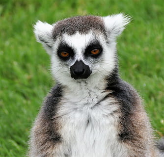 blanc, marró, koala, lemur, madagascar, mico, retrat, vida salvatge, animal, naturalesa, primat, Àfrica, esponjós, fauna animal, un animal, mirant la càmera, a l'aire lliure, animals a la natura, herba, dia, temes d'animals, mamífer, cap gent, primer pla, centrar-se en primer pla, cabell, planta, vertebrats, cura, ulls grocs, 1080P, CC0, domini públic, lliure de regalies