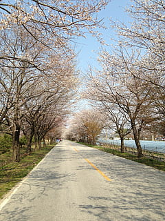 cherry flowers, spring, gil, tree, the way forward, road, direction, transportation, plant, nature, diminishing perspective, no people, day, bare tree, sky, vanishing point, branch, outdoors, beauty in nature, empty road, tranquility, treelined, city, change, 2K, CC0, public domain, royalty free