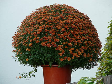 aster, herbstaster, flor, florir, flors, color, colorit, brot, pis, test, blumenstock, taronja, vermell, deco, planta, naturalesa, cap gent, creixement, frescor, planta amb flors, dia, bellesa a la natura, a l'aire lliure, arbre, primer pla, fragilitat, vulnerabilitat, menjar, vista d’angle baix, funció de construcció de parets, multicolor, alimentació saludable, 2K, CC0, domini públic, lliure de regalies