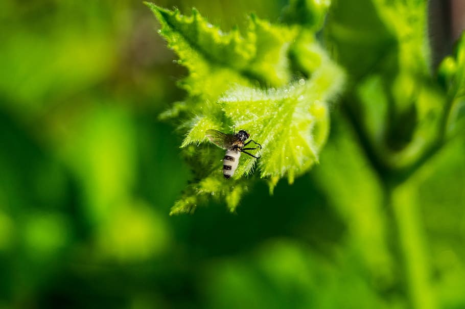 insecte, tancar, naturalesa, insecte desconegut, fauna animal, animals a la natura, color verd, un animal, temes d'animals, invertebrat, animal, planta, part de la planta, primer pla, enfocament selectiu, full, bellesa a la natura, creixement, cap gent, dia, arbre, aràcnids, a l'aire lliure, polinització, 4K