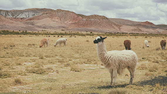 langcoated hvid geit, alpaca, dyr, græs, græsarealer, bakker, landskab, husdyr, lama, bjerg, natur, udendørs, dyre temaer, pattedyr, gruppe af dyr, jord, himmel, miljø, hvirveldyr, dyr i naturen, ingen mennesker, dyreliv, Mark, bjergkæde, planteædende, flok, 2K, CC0, offentligt domæne, royaltyfrie