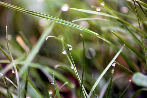 dråber, dug, græs, makro, natur, grøn, dug-drop, dugdråbe, græsplæne, morgen, plante, dråbe, grøn farve, vækst, vand, blad, våd, regndråbe, friskhed, selektiv fokusering, skønhed i naturen, tæt på, ingen mennesker, græsblad, dag, plante del, udendørs, regn, renhed, fyrretræ, nåletræ, 2K, CC0, offentligt domæne, royaltyfrie