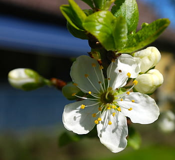 blanc, pruna, arbre, primavera, flor, verd, floració, creixement, planta, planta amb flors, frescor, primer pla, fragilitat, bellesa a la natura, centrar-se en primer pla, vulnerabilitat, cap gent, naturalesa, pètal, dia, Color blanc, inflorescència, cap de flor, arbre fruiter, pol·len, a l'aire lliure, 1080P, CC0, domini públic, lliure de regalies