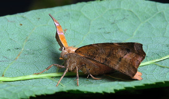 falena, macro, insetto, vicino, ala, temi animali, animale, invertebrato, fauna selvatica, un animale, animali allo stato selvatico, parte vegetale, avvicinamento, foglia, natura, nessuno, colore verde, parte del corpo animale, ala animale, antenna animale, Marrone, messa a fuoco selettiva, giorno, all'aperto, farfalla - insetto, 5K, CC0, dominio pubblico, privo di copyright
