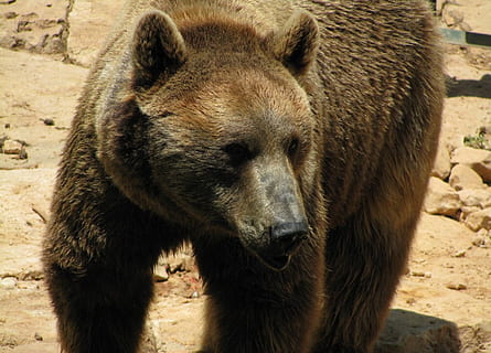 gråbjørn, hoved, brun bjørn, vild, ansigt, bære, dyreliv, Zoo, symbol, maskot, grizzly, pels, dyr, stor, klo, styrke, pote, pattedyr, natur, dyr i naturen, kødædende, Brun, dyr og kæledyr, et dyr, dyre temaer, hvirveldyr, ingen mennesker, dag, sollys, udendørs, Mark, tæt på, dyr i fangenskab, leder, dyr hoved, snude, 720P, CC0, offentligt domæne, royaltyfrie