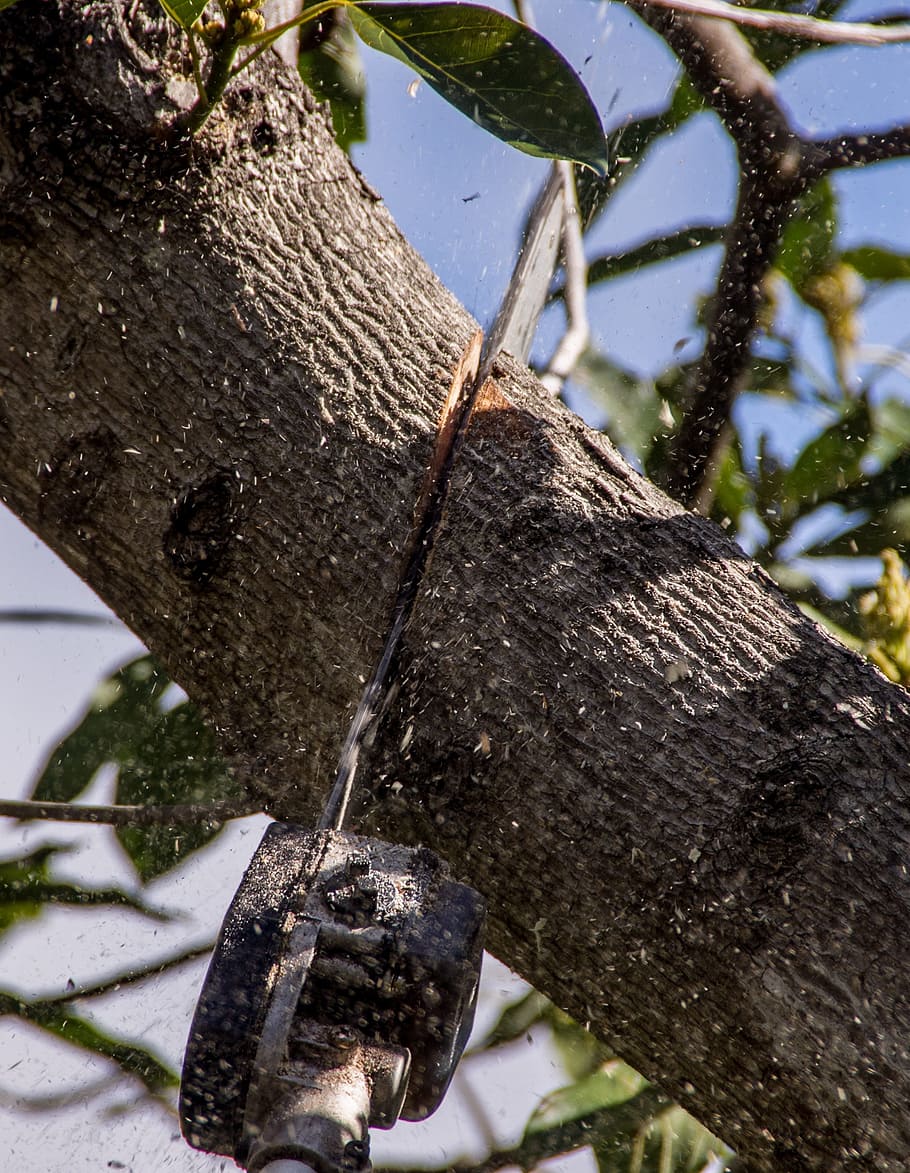 motosega, grigio, ramo di un albero, sega, strumento, energia, taglio, albero, ramo, potatura, tronco d'albero, tronco, pianta, concentrarsi sulle conoscenze acquisite, avvicinamento, giorno, natura, strutturato, nessuno, all'aperto, legno - materiale, metallo, abbaiare, acqua, ruvido, intemperie, forza, 2K