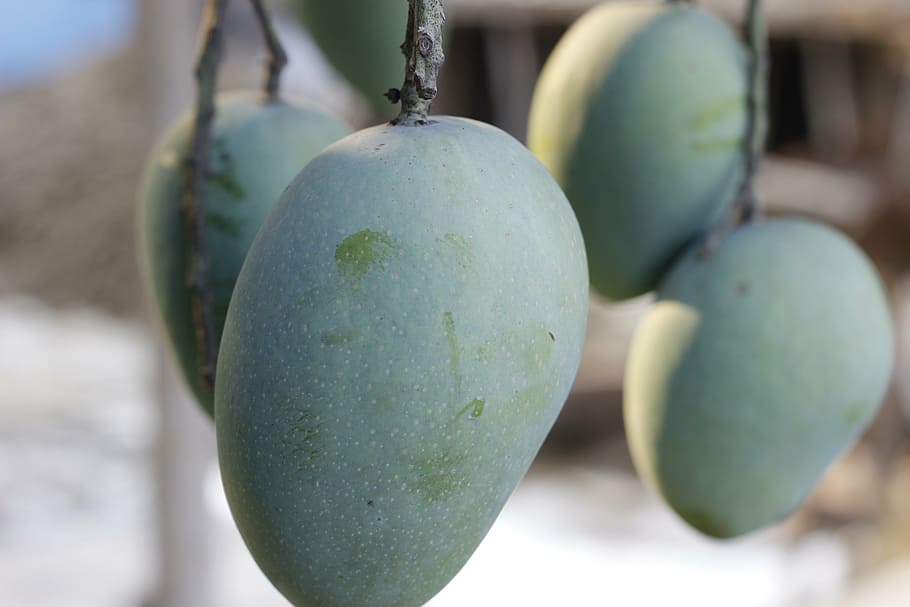 mango, crua, arbre, naturalesa, fresc, fruita, jardí, natural, asia, a l'aire lliure, branca, collita, munt, comestible, menjar, planta, menjar i beguda, alimentació saludable, frescor, cap gent, benestar, primer pla, color verd, centrar-se en primer pla, fruita de mango, dia, fruita tropical, agricultura, creixement, madur, 5K