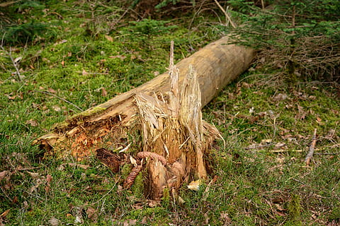 stam, boomstronk, storm schade, boom, storm, schade, Bos, natuur, hout, gebroken, Waldsterben, geannuleerd, breuk, mikpunt, vernietigde, gedeeltelijk, hout - materiaal, gras, buitenshuis, bos-, bruin, dag, geen mensen, veld-, één dier, land-, fabriek, logboek, kalmte, groei, ontbossing, groene kleur, dode plant, milieu problemen, schors, 5K, CC0, publiek domein, royaltyvrij