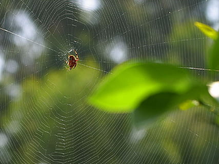 Telaraña, modelo, trampa, red, araña, macro, pegajoso, hilado, temas de animales, un animal, animales en la naturaleza, insecto, animal, invertebrado, fragilidad, arácnido, artrópodo, de cerca, fauna animal, supervivencia, naturaleza, parte del cuerpo del animal, nadie, vulnerabilidad, tejeduría, centrarse en primer plano, pierna animal, complejidad, al aire libre, web, venenoso, 1080P, CC0, dominio público, libre de derechos