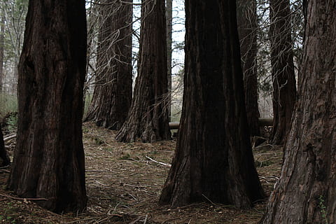 arbres marrons, arbres, troncs d’arbres, naturalesa, tronc, bosc, fusta, natural, marró, escorça, textura, tronc de l'arbre, planta, registre, la vida, pi, a l'aire lliure, boscos, creixement, de fulla perenne, parc, branca, temporada, arbre, terra, tranquil·litat, cap gent, bellesa a la natura, escena tranquil·la, dia, escena no urbana, escenics - natura, paisatge, medi ambient, remot, 5K, CC0, domini públic, lliure de regalies