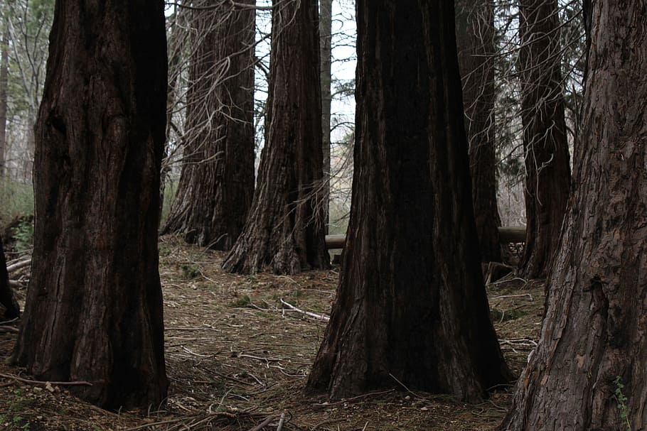 arbres marrons, arbres, troncs d’arbres, naturalesa, tronc, bosc, fusta, natural, marró, escorça, textura, tronc de l'arbre, planta, registre, la vida, pi, a l'aire lliure, boscos, creixement, de fulla perenne, parc, branca, temporada, arbre, terra, tranquil·litat, cap gent, bellesa a la natura, escena tranquil·la, dia, escena no urbana, escenics - natura, paisatge, medi ambient, remot, 5K