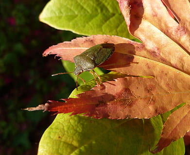insectă, scut bug, gândac, frunze, natură, animale sălbatice, un animal, animale tematice, animale în sălbăticie, a închide, nevertebrat, animal, parte a plantelor, plantă, nici o persoana, Culoarea verde, zi, creştere, să se concentreze asupra primelor elemente, frumusețe în natură, floare, în aer liber, 2K, CC0, domeniu public, fără drepturi de autor