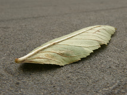 ark, detalje, farvet, aske, ingen mennesker, blad, tæt på, dag, skrøbelighed, udendørs, plante del, natur, tør, sårbarhed, faldende, tekstureret, vej, by, gade, asfalt, enkelt objekt, selektiv fokusering, efterår, fokus på forgrunden, stilleben, lave om, naturlig tilstand, 2K, CC0, offentligt domæne, royaltyfrie