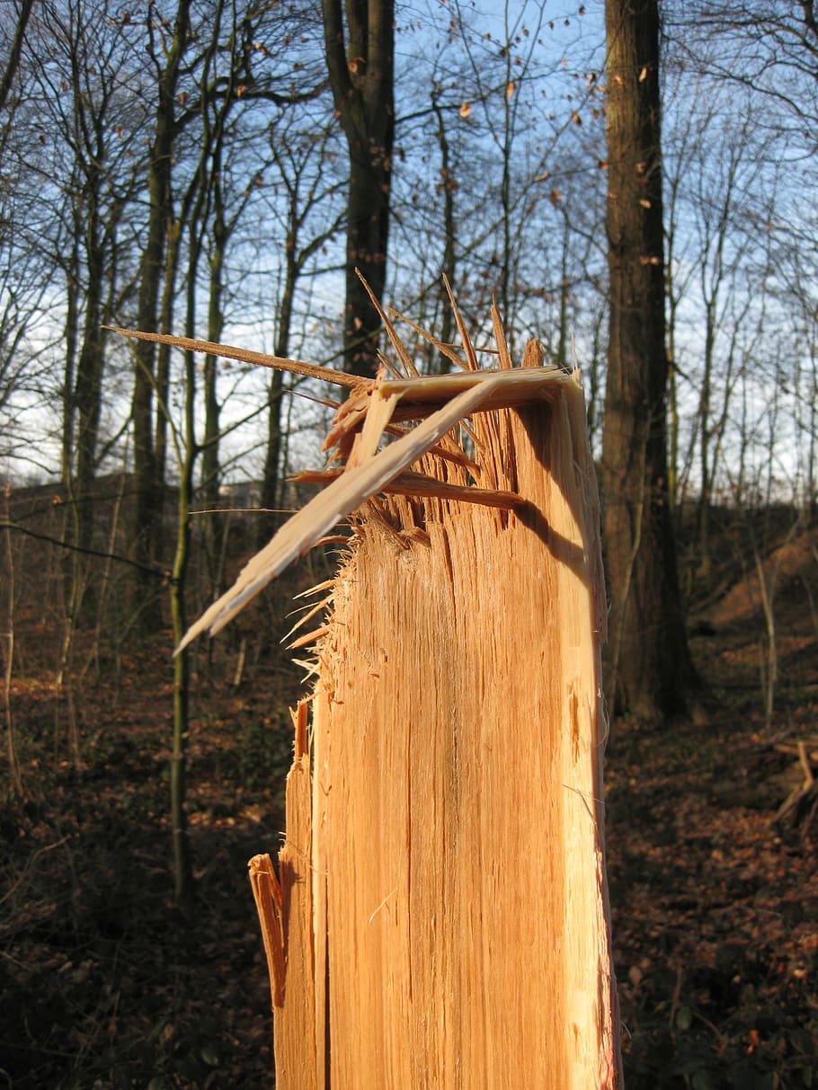 arbre, registre, cancel·lat, fragmentat, culata, tronc de l'arbre, tronc, terra, planta, bosc, material de fusta, naturalesa, dia, cap gent, tranquil·litat, centrar-se en primer pla, fusta, a l'aire lliure, paisatge, desforestació, camp, escena no urbana, branca, escorça, post de fusta, 2K