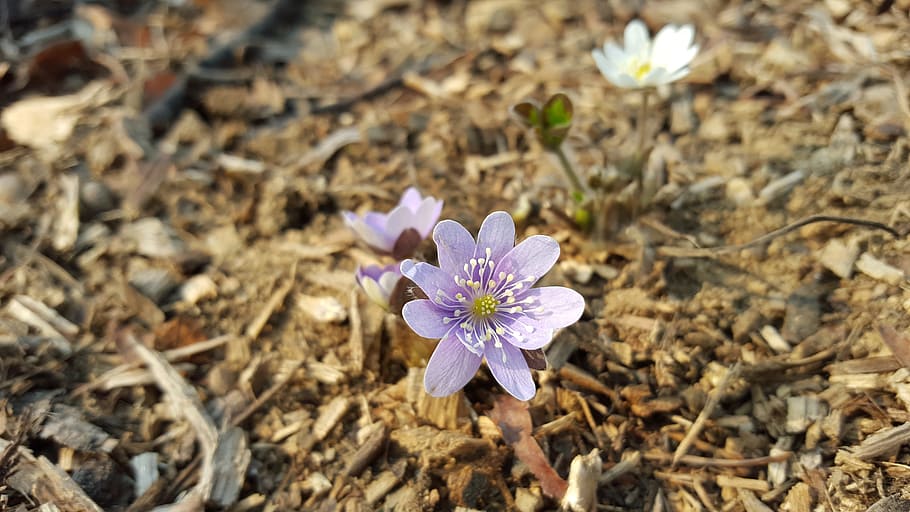 hepatica, porpra, flors, primavera, flor, planta amb flors, planta, frescor, fragilitat, pètal, bellesa a la natura, vulnerabilitat, primer pla, naturalesa, cap de flor, inflorescència, creixement, dia, centrar-se en primer pla, camp, cap gent, terra, vista d’angle alt, a l'aire lliure, pol·len, safrà, 5K