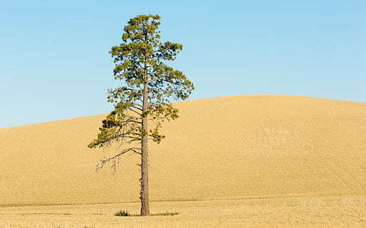 zdjęcie, drzewo, wydma, Zielony, niebieski, niebo, dzień, minimalny, krajobraz, prosty, wzgórze, sam, życie, solo, pojedynczy, żółty, bagażnik samochodowy, rosnąć, whitman, pnw, Pacific Northwest, wschodni washington, minimalizm, niebieskie niebo, pole rolnicze, roślina, środowisko, wylądować, czyste Niebo, Natura, scenics - natura, pustynia, piękno natury, spokojna scena, żadnych ludzi, spokój, wzrost, piasek, jedno drzewo, na dworze, klimat, suchy klimat, półsucha, 5K, CC0, domena publiczna, darmowe zdjęcia