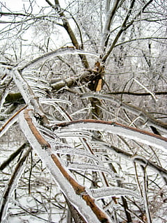 is, træer, vinter, sne, kold, fryser, pift, slud, planter, skade, frost, kold temperatur, tæt på, træ, ingen mennesker, afdeling, plante, bare træ, natur, dag, Frosset, udendørs, jord, Kvist, ro, dækker, træ - materiale, istap, død plante, sammenfiltrede, hjul, 2K, CC0, offentligt domæne, royaltyfrie