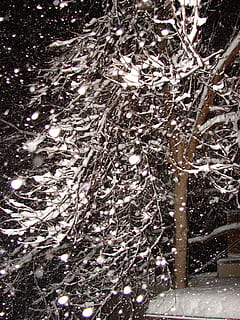 flake, sne, efterår, vinter, hvid, is, kold, træ, ingen mennesker, plante, natur, kold temperatur, afdeling, dag, jord, sner, ro, udendørs, fuld ramme, skønhed i naturen, Skov, Frosset, baggrunde, lav vinkel visning, snestorm, 1080P, CC0, offentligt domæne, royaltyfrie