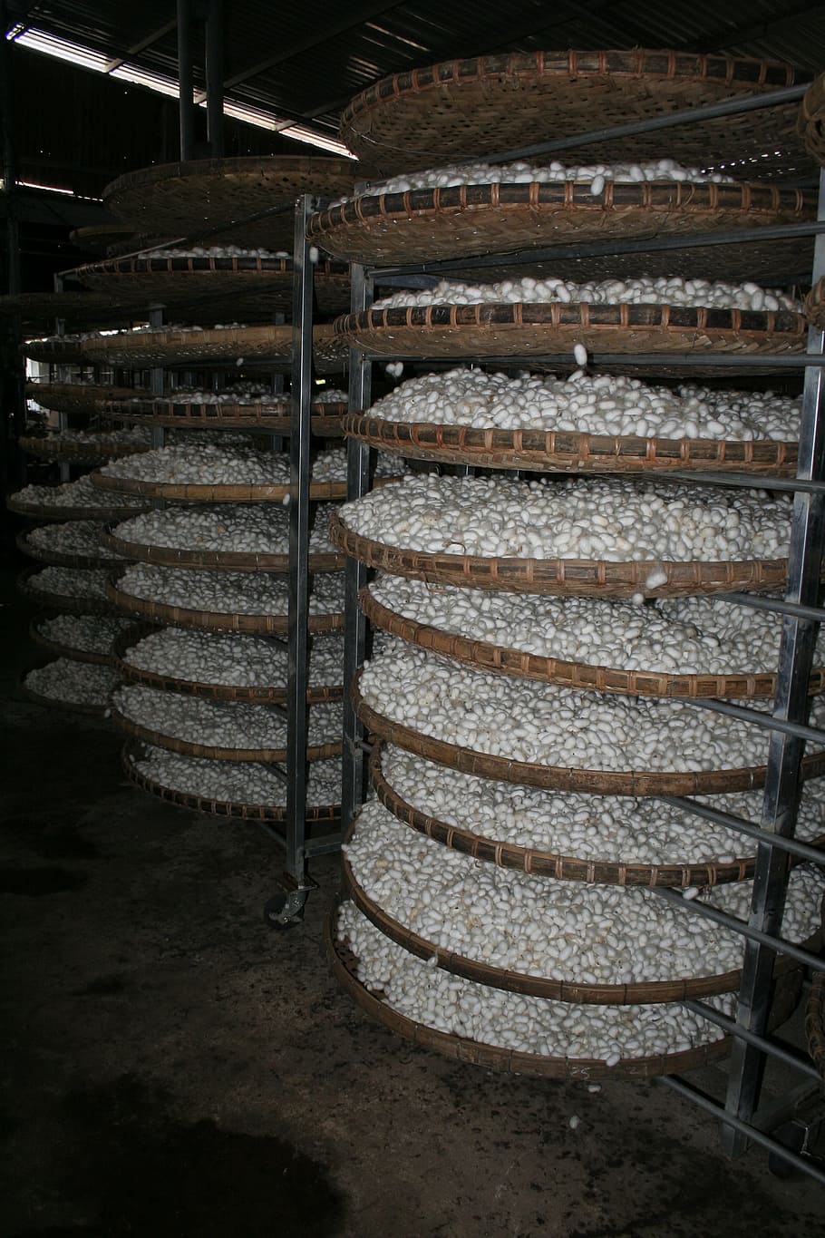 seda, capoll, cuc de seda, seda, capoll, indústria, a l'interior, menjar i beguda, cap gent, fabricació, celler, gran grup d'objectes, en fila, menjar, Indústria alimentària i de begudes, metall, abundància, negocis, arquitectura, prestatge, ordre, pila, dia, frescor, habitació domèstica, pa, elaboració de vins, 2K