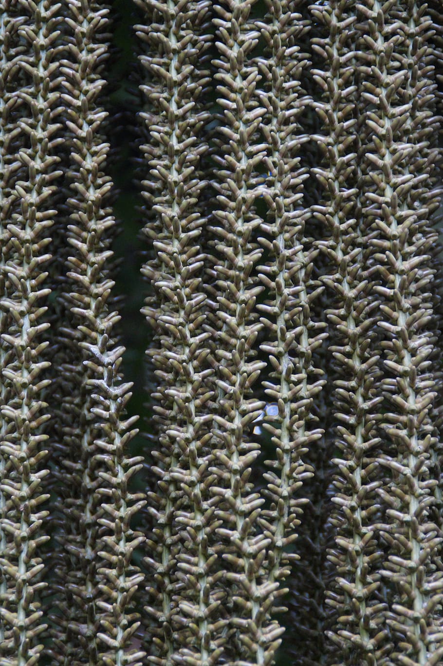 struktura, textura, Pozadí, zeleniny, dlaň, zavřít, střapce, strom, vzor, rostlina, celý rám, nikdo, detail, Příroda, uvnitř, den, růst, velká skupina objektů, texturou, zvíře, hojnost, přistát, pruhovaný, zemědělství, tvořivost, 5K