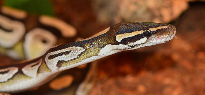 rei python, mojave, serp, python, constrictor, animal, escala, bellesa, rèptil, tancar, python regius, boa, alimentació, Snakehead, criatura, terrari, temes d'animals, un animal, fauna animal, vertebrats, animals a la natura, cap gent, primer pla, part del cos dels animals, gecko, naturalesa, selva tropical, arbre, medi ambient, senyal d'advertència, llangardaix, bosc, dia, escala d’animals, cap d’animals, pluja tropical, verinós, agressió, 4K, CC0, domini públic, lliure de regalies