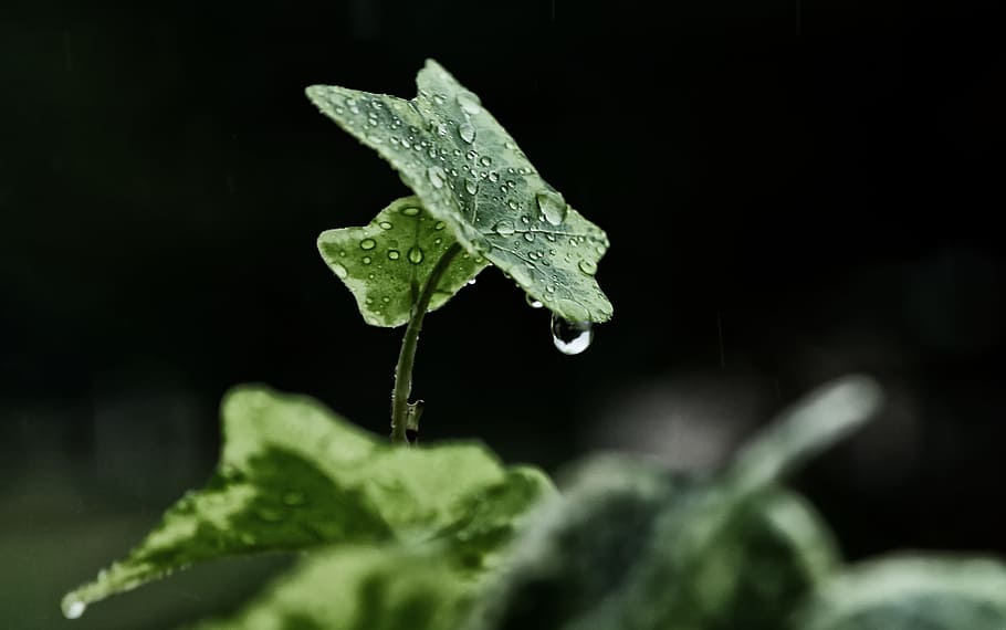 rosada del matí, verd, full, pluja, hiverns, naturalesa, heura, fulla d'arbre, planta, caure, fullatge, temporada, tirar, aigua, gota d’aigua, fulles verdes, reflexions, part de la planta, menjar i beguda, vegetals, menjar, creixement, primer pla, frescor, color verd, alimentació saludable, cap gent, humit, enfocament selectiu, a l'aire lliure, enciam, fons negre, rosada, jardineria, puresa, 2K