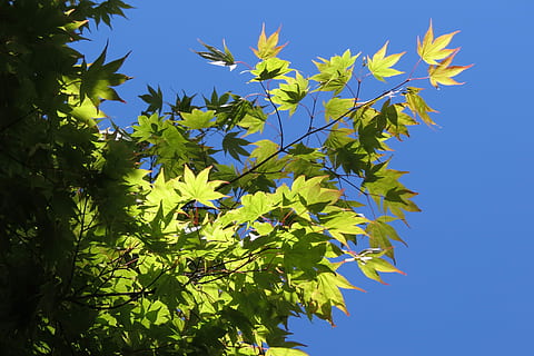 estiu, maple, leaves, arbre, planta, maple, fulles, verd, fullatge, creixement, naturalesa, blau, color verd, full, part de la planta, vista d’angle baix, cel, bellesa a la natura, cap gent, dia, llum solar, branca, cel clar, frescor, a l'aire lliure, tranquil·litat, fulla d'auró, 4K, CC0, domini públic, lliure de regalies