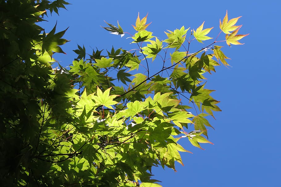 estiu, maple, leaves, arbre, planta, maple, fulles, verd, fullatge, creixement, naturalesa, blau, color verd, full, part de la planta, vista d’angle baix, cel, bellesa a la natura, cap gent, dia, llum solar, branca, cel clar, frescor, a l'aire lliure, tranquil·litat, fulla d'auró, 4K