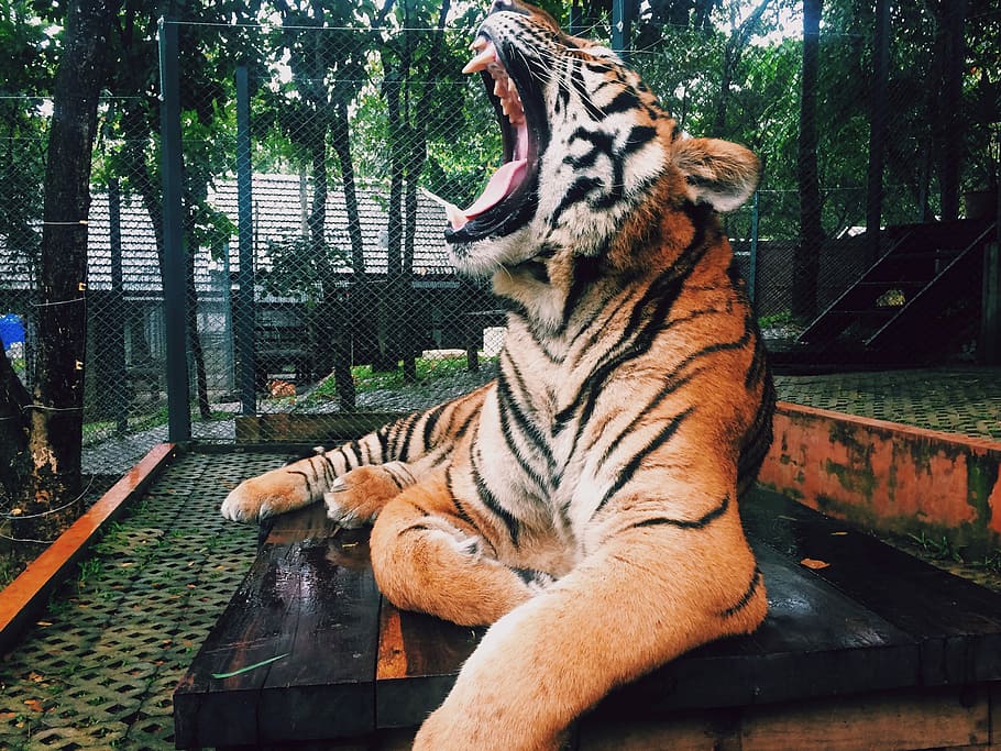 Brun, tiger, sort, træ-, bord, træbord, dyr, natur, kødædende, dyreliv, pattedyr, bengal tiger, Zoo, stribet, et dyr, dag, dyr i naturen, dyre temaer, stor kat, feline, hvirveldyr, kat, træ, dyr i fangenskab, ingen mennesker, lempelse, dyr markeringer, bakkenbart, 2K