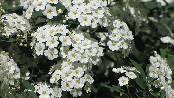 vår, inflorescence, blomst, hvit, blomstringen, busk, hage, blomstrende plante, anlegg, skjønnhet i naturen, friskhet, sårbarhet, skjørhet, nærbilde, plante del, natur, blad, vekst, hvit farge, petal, blomsterhodet, ingen folk, botanikk, dag, grønn farge, utendørs, en haug med blomster, lilla, syrin, 4K, CC0, offentlig domene, opphavsrett gratis