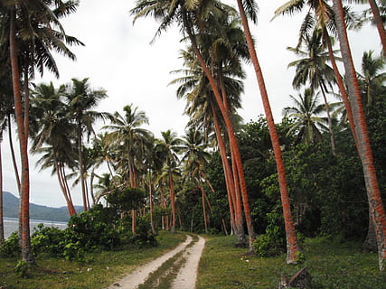 Palma, arvores, caminho, palmas, oceano, de praia, mar, paraíso, exótico, caribe, feriado, período de férias, trópicos, tropical, passarela, ao ar livre, costa, recorrer, árvore, plantar, Palmeira, clima tropical, crescimento, beleza na natureza, tranquilidade, natureza, cena tranquila, o caminho a seguir, terra, ninguém, céu, direção, trilha, scenics - natureza, dia, tronco, tronco de árvore, agua, palmeira de coco, árvore tropical, Perspectiva Diminutiva, Treelined, 4K, CC0, domínio público, royalty free