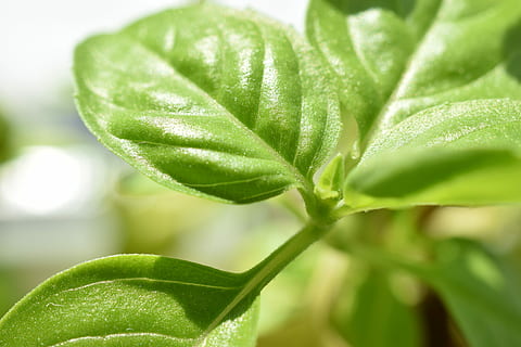 ierburi, busuioc, bucătărie, bucătar, condiment, verde, frunze, Culoarea verde, plantă, natură, a închide, creştere, parte a plantelor, prospeţime, frumusețe în natură, mancare si bautura, selectiv, macro, alimente, nici o persoana, extreme close-up, în aer liber, mediu inconjurator, iarbă, organic, studio shot, puritate, luminos, aproape de, 5K, CC0, domeniu public, fără drepturi de autor